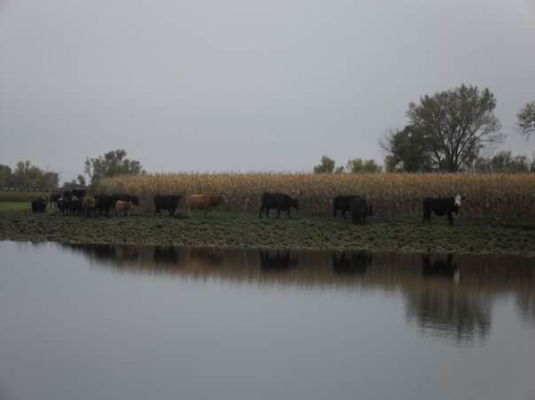 Cattle crossing