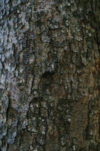 Full frame shot of tree trunk