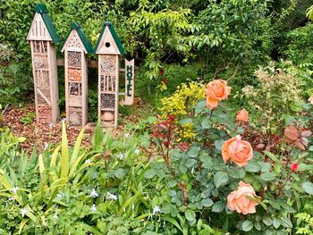 Close-up of flowering plants by building