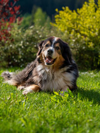 Dog looking away on field