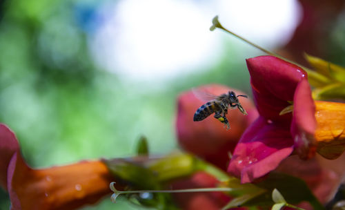 Close-up of insect on flower