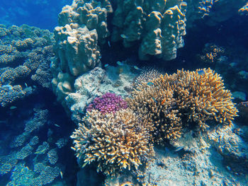 sea