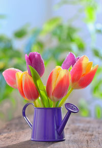 Close-up of flower against blurred background