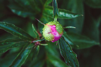 Pink peony buds wet after rein in the evening garden