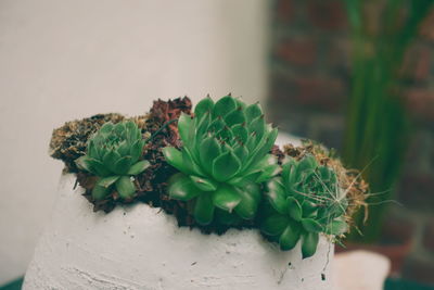 Close-up of potted plant