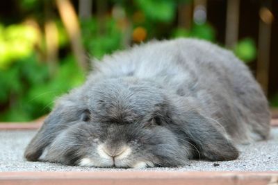 Close-up of an animal outdoors