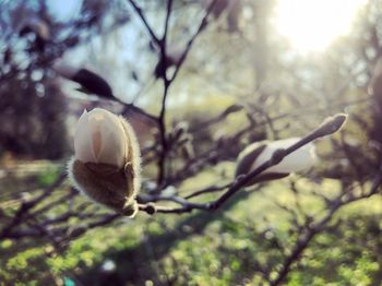 Close-up of plant against blurred background
