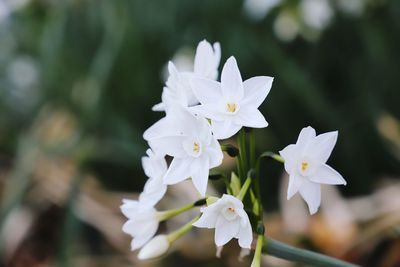 Close-up of white flowers blooming outdoors