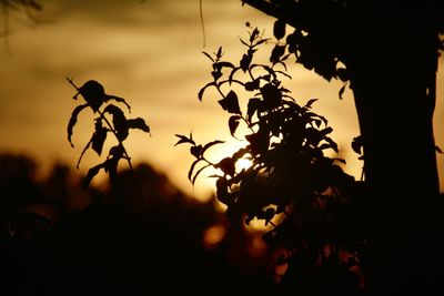 Close-up of silhouette plants against sky during sunset