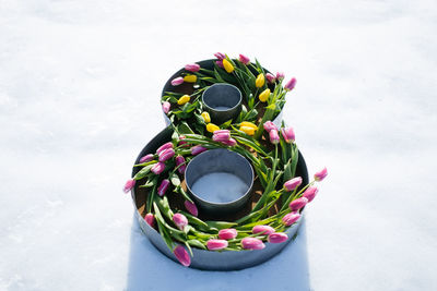 High angle view of multi colored flowering plant