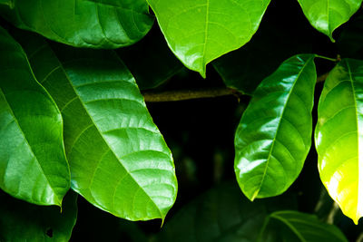 Close-up of fresh green leaves