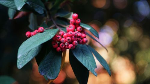 Close-up of cherries growing on plant