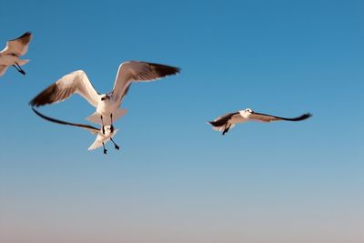 Low angle view of bird flying against clear sky