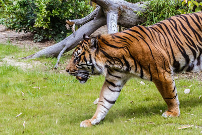 Tiger in a zoo