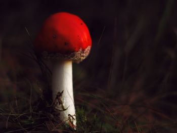 Close-up of fly agaric mushroom