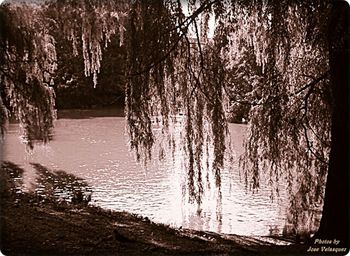 Reflection of trees in lake