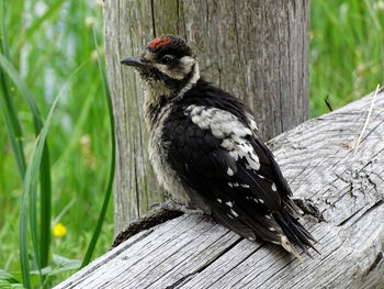 Close-up of bird perching on tree trunk