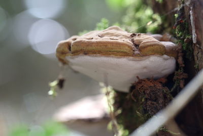 Close-up of mushroom growing on tree