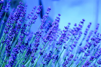 Close-up of purple flowering plants