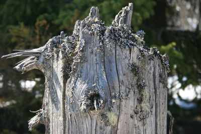 Close-up of tree stump in forest