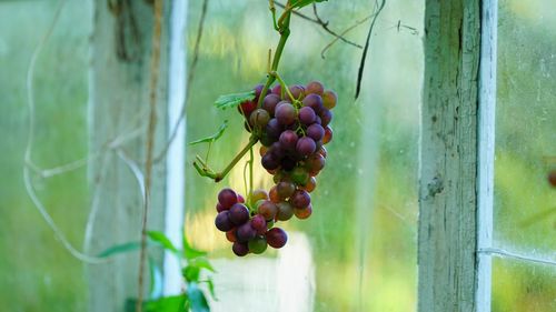 Close-up of grapes hanging on plant