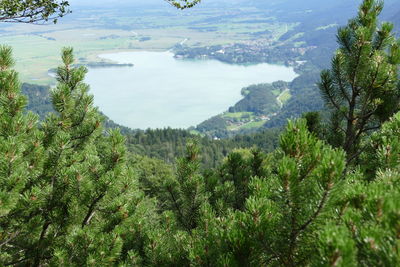 High angle view of trees on mountain