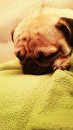 Close-up of a dog sleeping