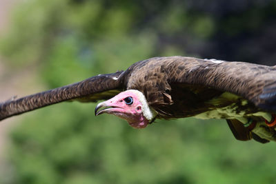 Close-up of a bird