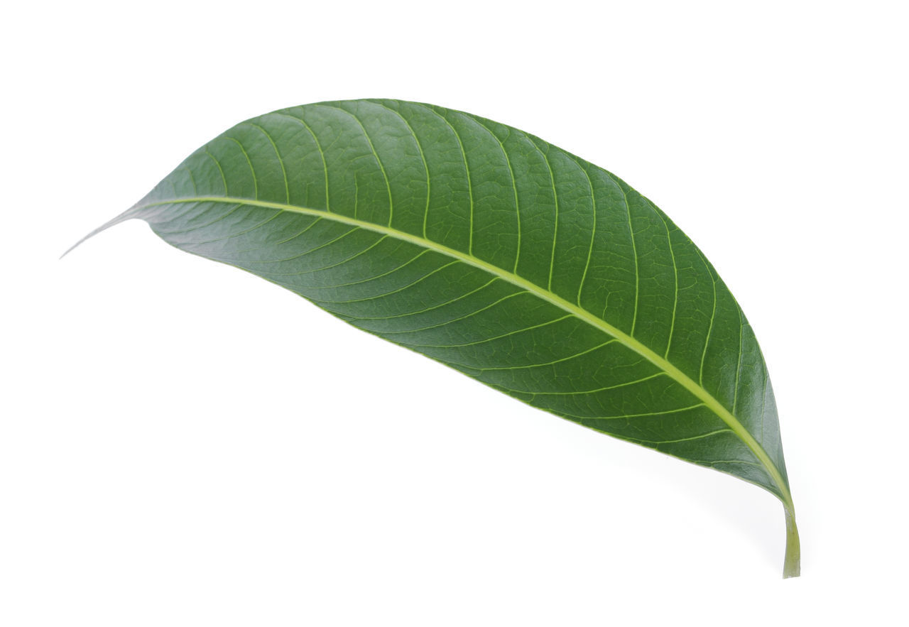 CLOSE-UP OF FRESH GREEN LEAVES AGAINST WHITE BACKGROUND