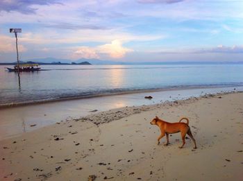 Scenic view of beach against cloudy sky