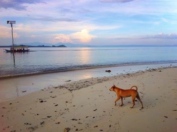 Scenic view of beach against cloudy sky