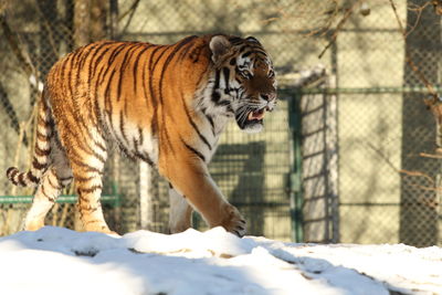 Tiger against trees during winter