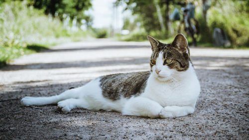 Cat lying on the road