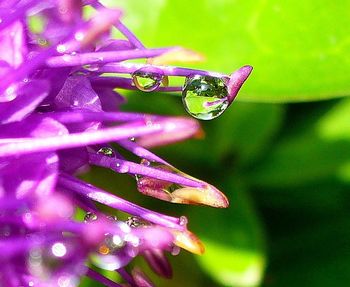 Close-up of wet flower