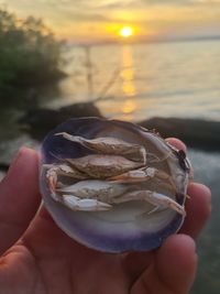 Close-up of hand holding seashell