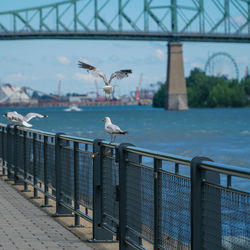 Seagulls flying over river by bridge against sky