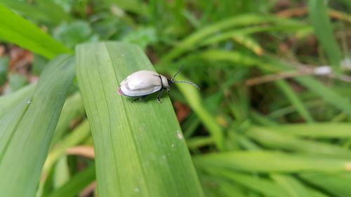 Close-up of insect on leaf