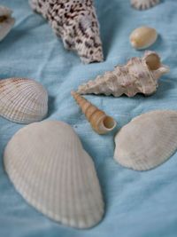 High angle view of shells on table