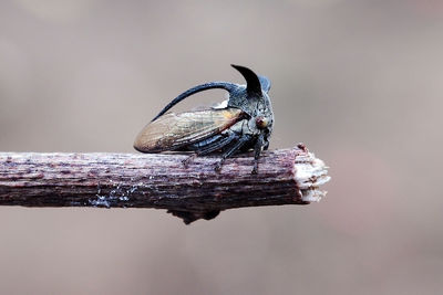 Close-up of bird perching on wood