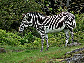 Zebra standing in a field