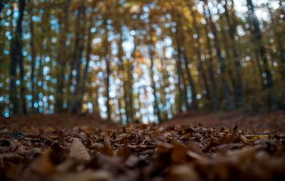 Surface level of autumn trees in forest