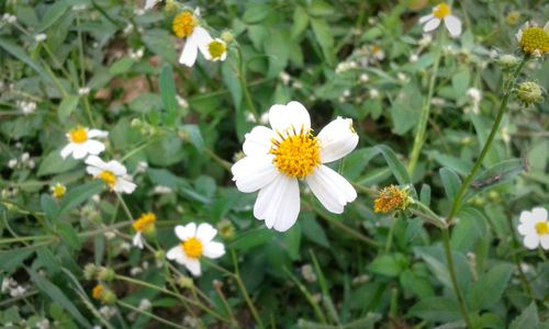 Close-up of white daisy flowers