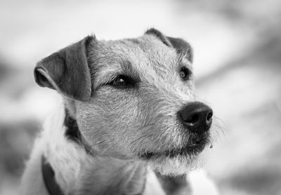 Portrait of a jack russell terrier