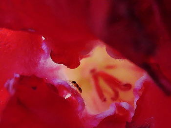 Full frame shot of pink rose flower