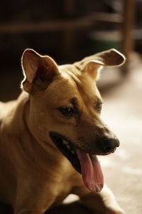 Close-up of a dog looking away