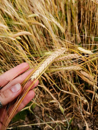 Close-up of wheat growing on field