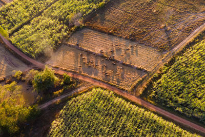 High angle view of agricultural field