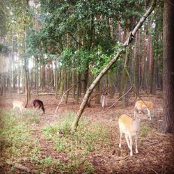 Trees in forest