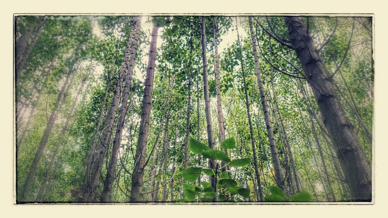 tree, forest, tree trunk, transfer print, growth, nature, tranquility, auto post production filter, green color, full frame, woodland, backgrounds, beauty in nature, textured, branch, outdoors, tranquil scene, day, no people, low angle view