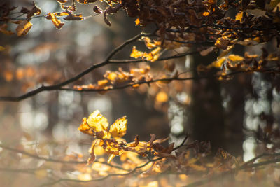 Close-up of yellow flowering plant during autumn